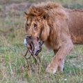Löwe (Panthera leo) mit Jagdbeute