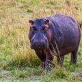 Flusspferd (Hippopotamus amphibius)