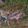 Serval (Leptailurus serval)