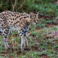 Serval (Leptailurus serval)