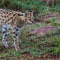 Serval (Leptailurus serval)
