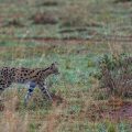 Serval (Leptailurus serval)