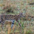 Serval (Leptailurus serval)