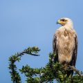Schreiseeadler (Haliaeetus vocifer)