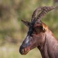 Leierantilope (Damaliscus lunatus)  Topi
