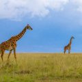 Masai-Giraffe (Giraffa camelopardalis tippelskirchi)