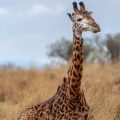 Masai-Giraffe (Giraffa camelopardalis tippelskirchi)