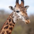 Masai-Giraffe (Giraffa camelopardalis tippelskirchi)