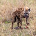 Tüpfelhyäne (Crocuta crocuta)