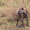 Tüpfelhyäne (Crocuta crocuta)