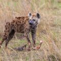 Tüpfelhyäne (Crocuta crocuta)