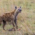 Tüpfelhyäne (Crocuta crocuta)