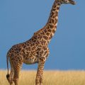 Masai-Giraffe (Giraffa camelopardalis tippelskirchi)