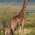 Masai-Giraffe (Giraffa camelopardalis tippelskirchi)