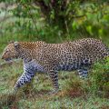 Leopard (Panthera pardus)
