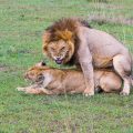 Löwe (Panthera leo) Paarung