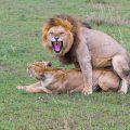 Löwe (Panthera leo) Paarung
