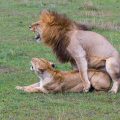 Löwe (Panthera leo) Paarung