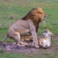 Löwe (Panthera leo) Paarung