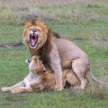 Löwe (Panthera leo) Paarung