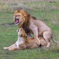 Löwe (Panthera leo) Paarung