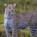 Leopard (Panthera pardus)