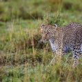 Leopard (Panthera pardus)