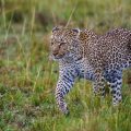 Leopard (Panthera pardus)