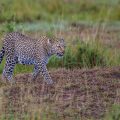 Leopard (Panthera pardus)