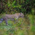 Leopard (Panthera pardus)