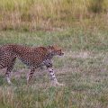Gepard (Acinonyx jubatus)