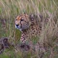 Gepard (Acinonyx jubatus)