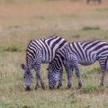 Bergzebra (Equus zebra)