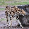 Gepard (Acinonyx jubatus)