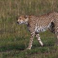 Gepard (Acinonyx jubatus)