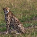 Gepard (Acinonyx jubatus)