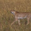 Gepard (Acinonyx jubatus)