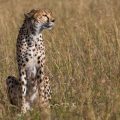 Gepard (Acinonyx jubatus)