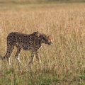 Gepard (Acinonyx jubatus)
