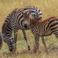 Bergzebra (Equus zebra)