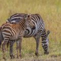 Bergzebra (Equus zebra)