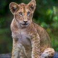 Löwe (Panthera leo) juvenil