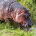 Flusspferd ( Hippopotamus amphibius)