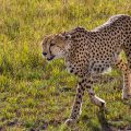 Gepard (Acinonyx jubatus)