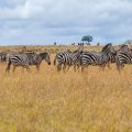 Bergzebras (Equus zebra))