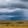 Gewitterstimmung im Mara Bush Camp