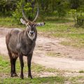 Defassa Wasserbock (Kobus defassa)