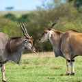 Männlicher Kleiner Kudu (Ammelaphus imberbis)