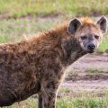 Tüpfelhyäne (Crocuta crocuta)