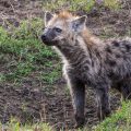 Tüpfelhyäne (Crocuta crocuta)